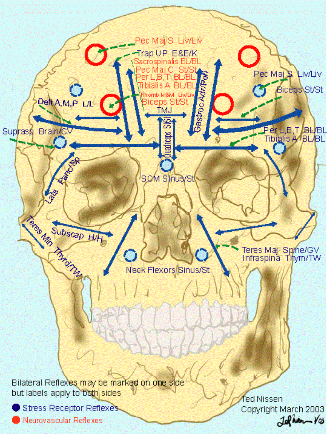 10 Cutaneous Nerves-Head 1 (31)