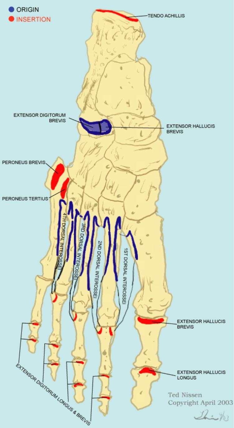 Muscle Bone Attachments