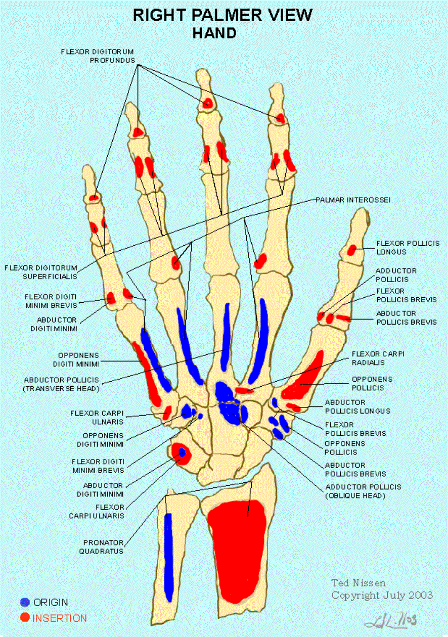 Muscle Bone Attachments