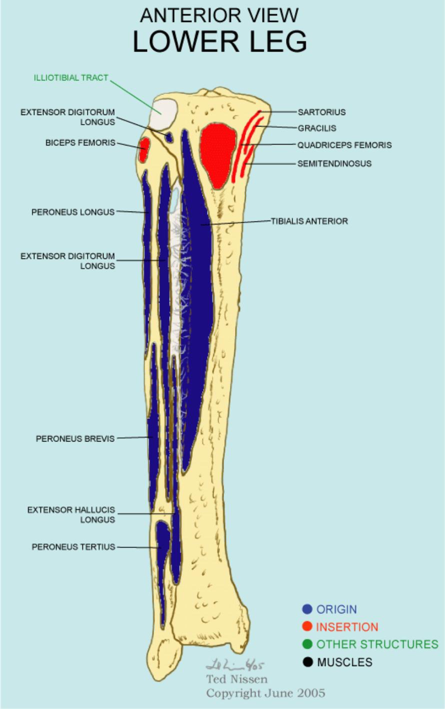 Muscle Bone Attachments