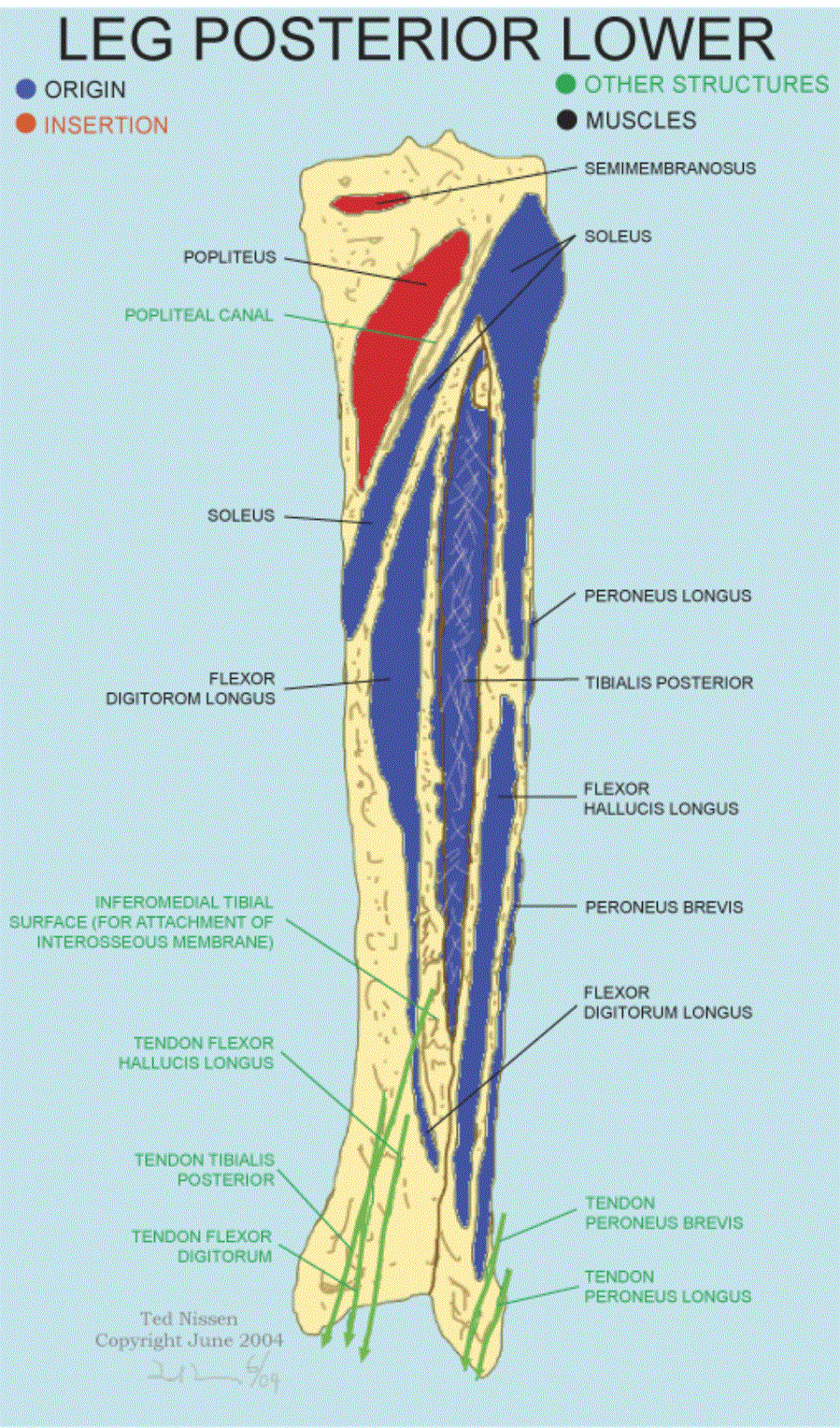 Muscle Bone Attachments