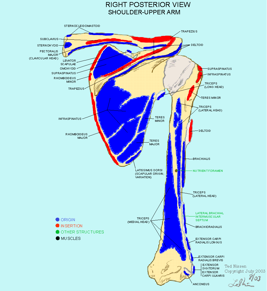 Muscle Bone Attachments