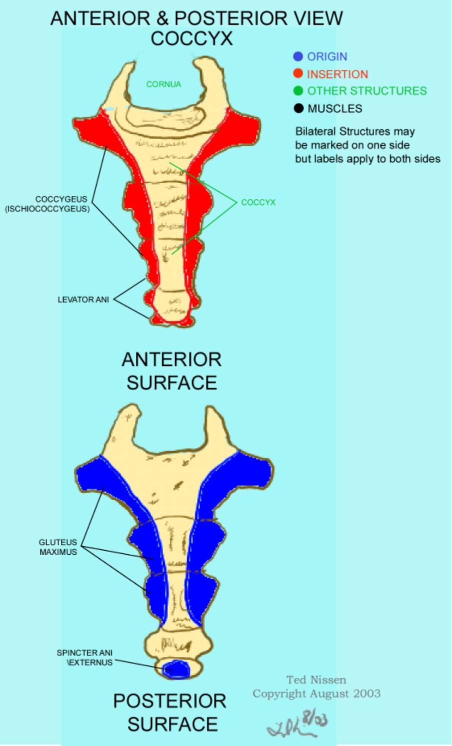 Muscle Bone Attachments