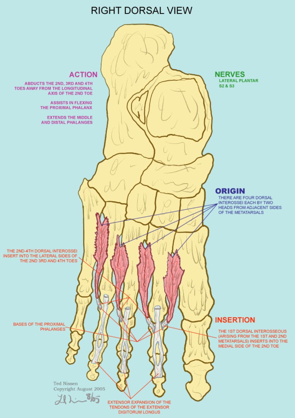 Muscles-Illustrations