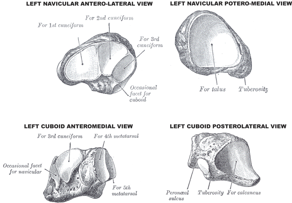 Anatomy & Physiology Illustration