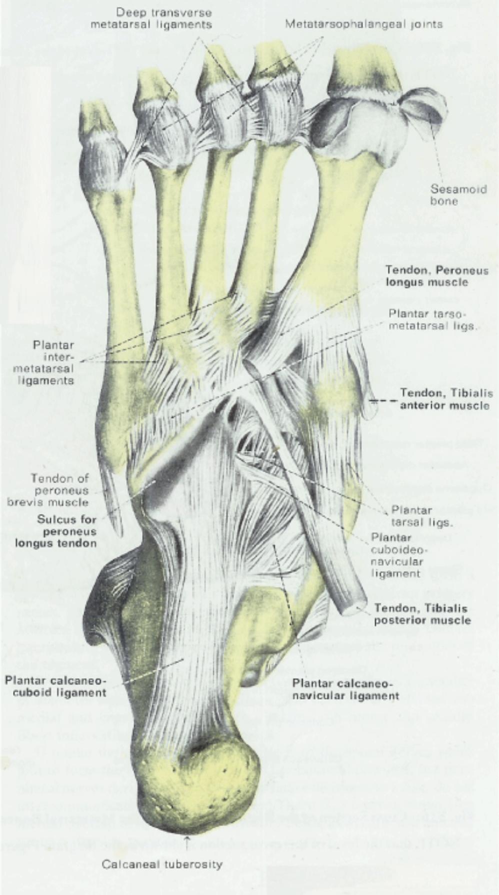 Anatomy & Physiology Illustration