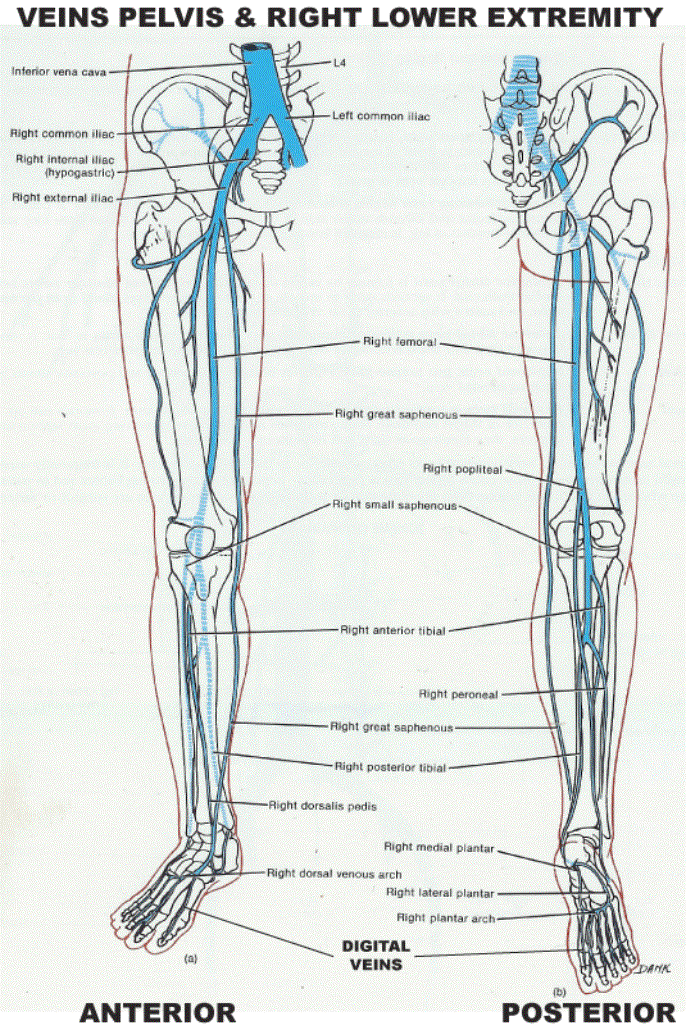 Anatomy & Physiology Illustration