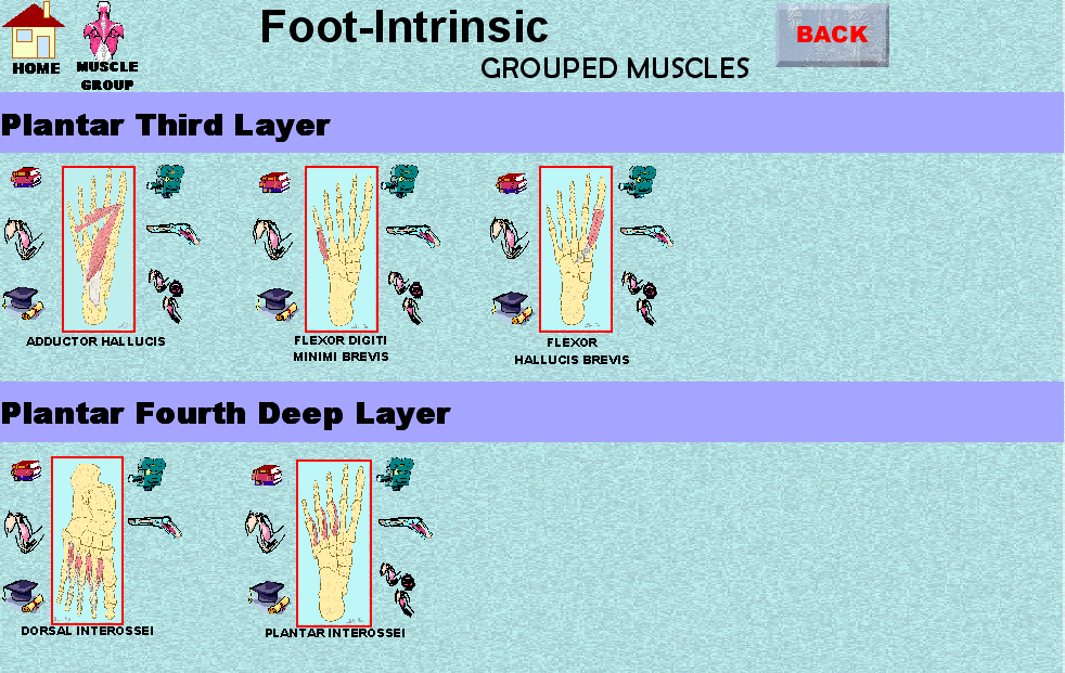 FootIntrinsic2_img.gif