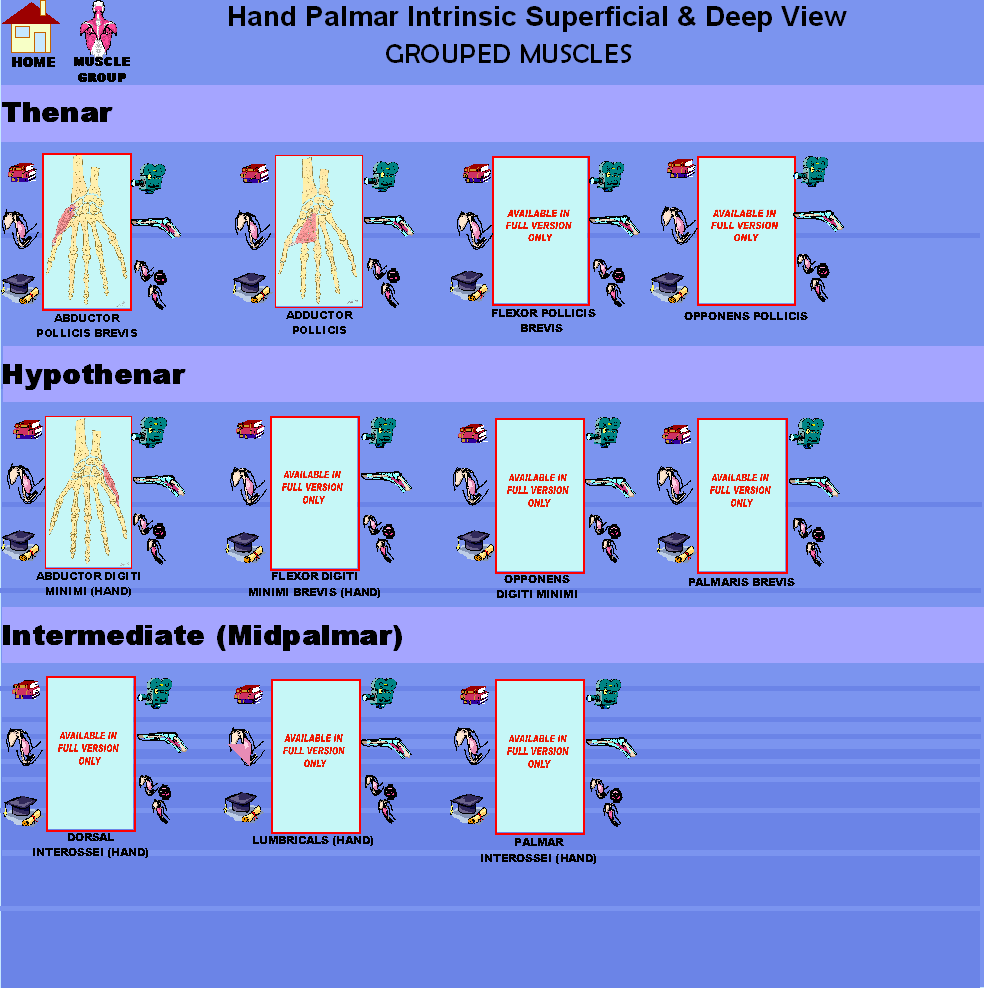 HandPalmar_img.gif