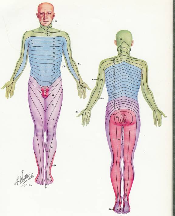 dermatomes leg