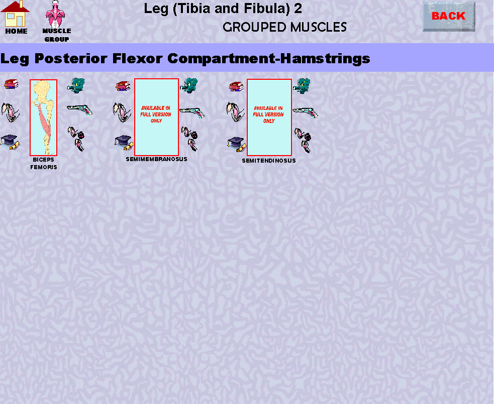Leg2_img.gif