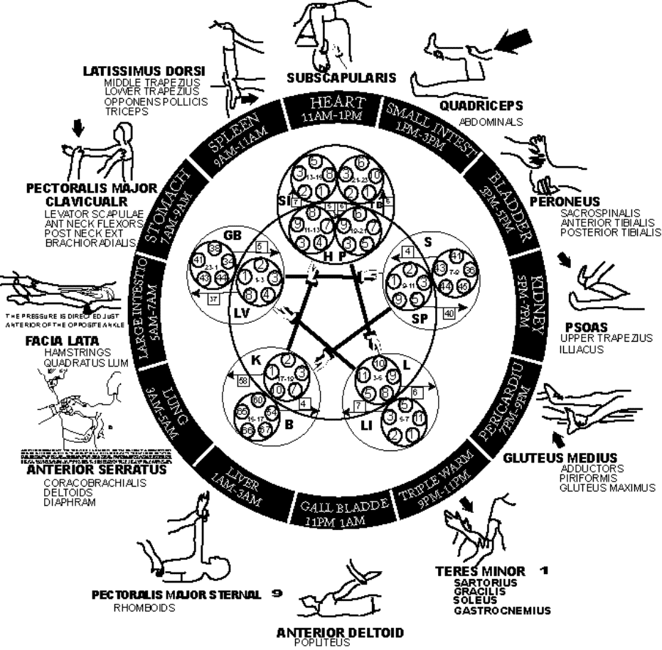 Muscle Meridian Chart