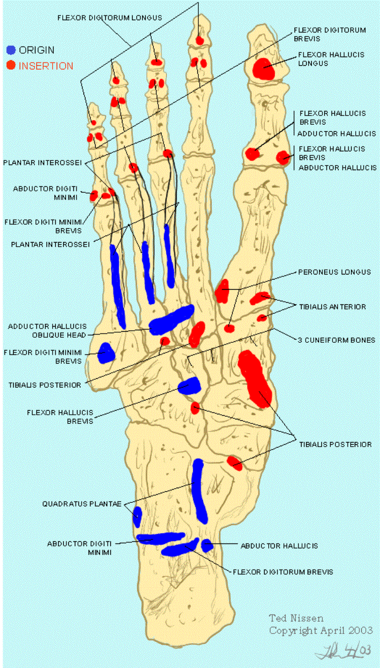 Muscle Bone Attachments