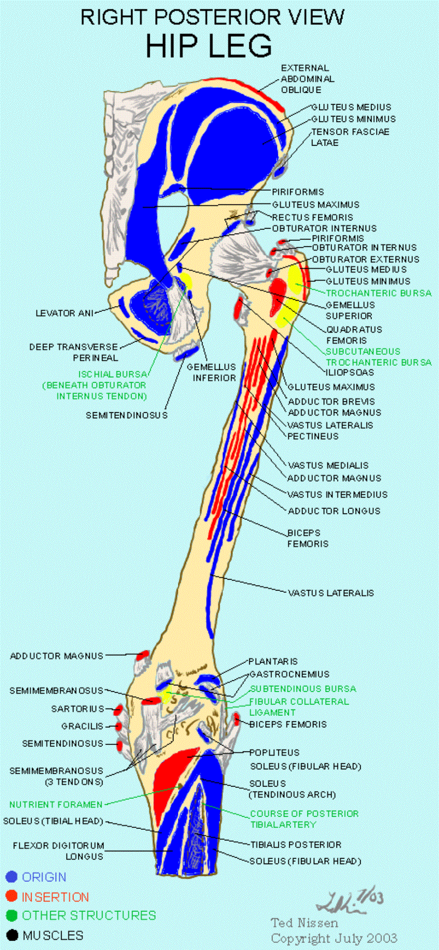 Muscle Bone Attachments