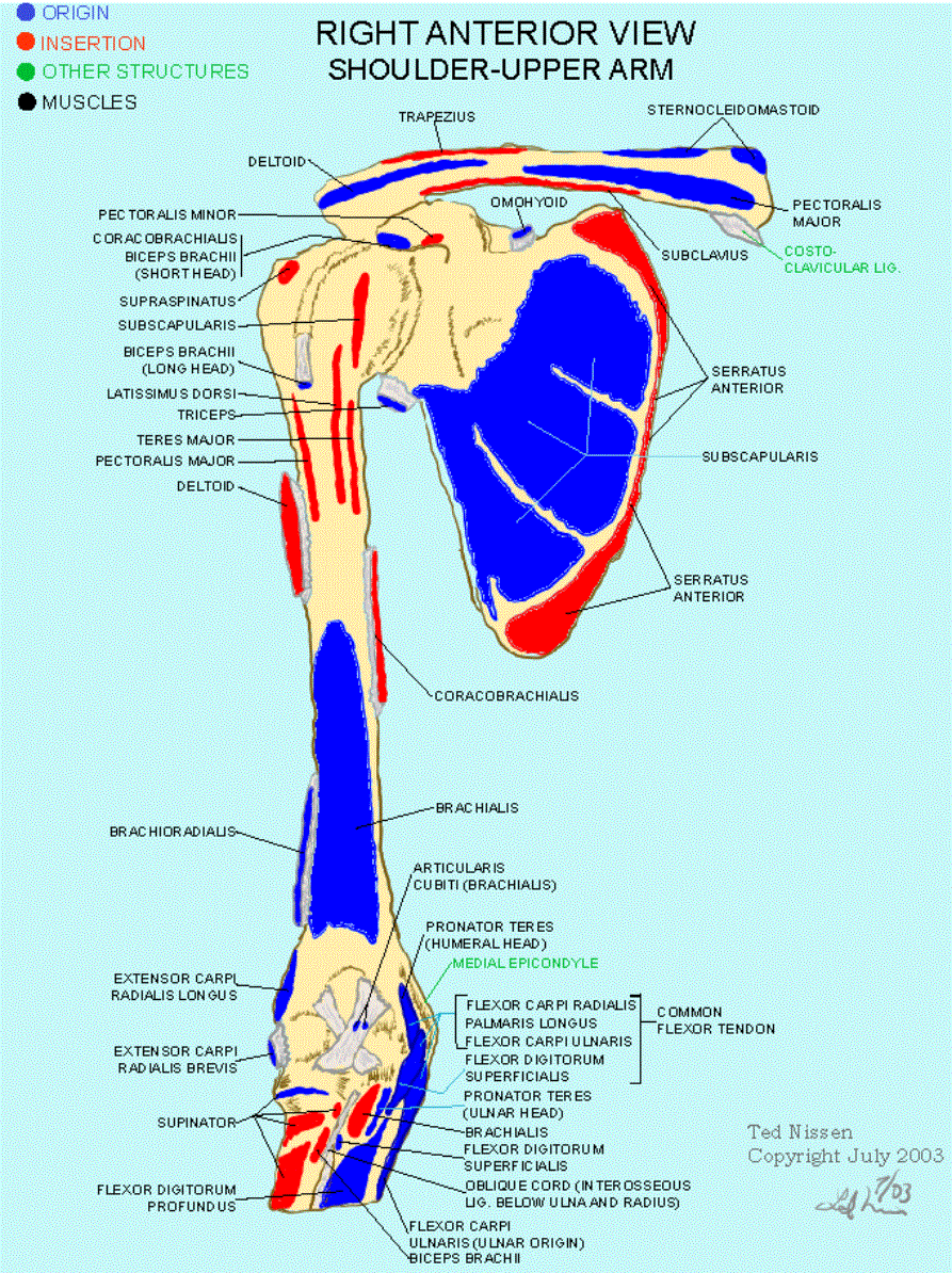 Muscle Bone Attachments