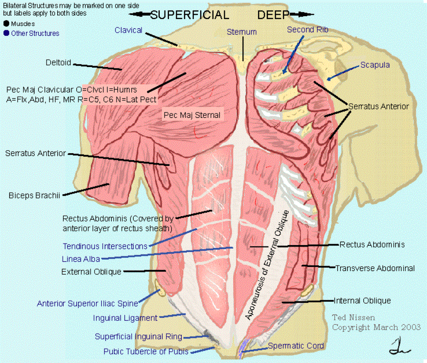 muscles of the soft palate lateral view