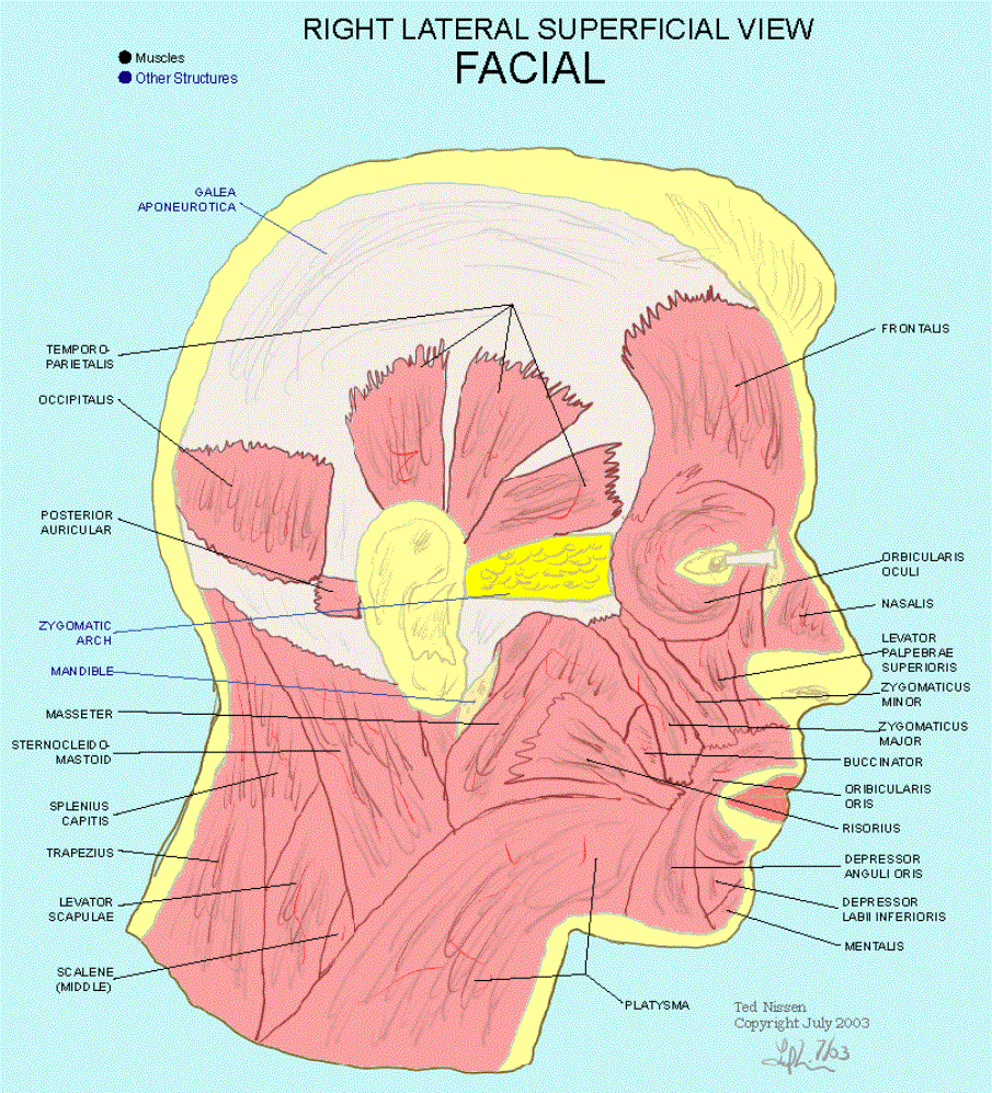 muscles of the soft palate lateral view