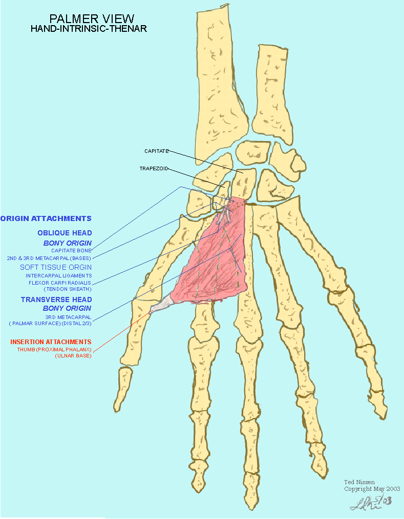 adductor hallucis