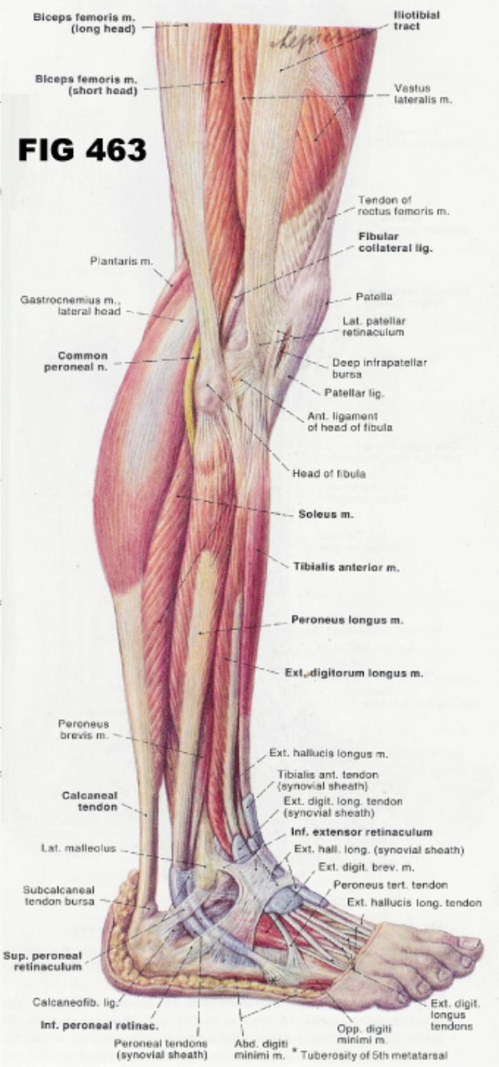 Diagram Of Tendons In Legs Images 114