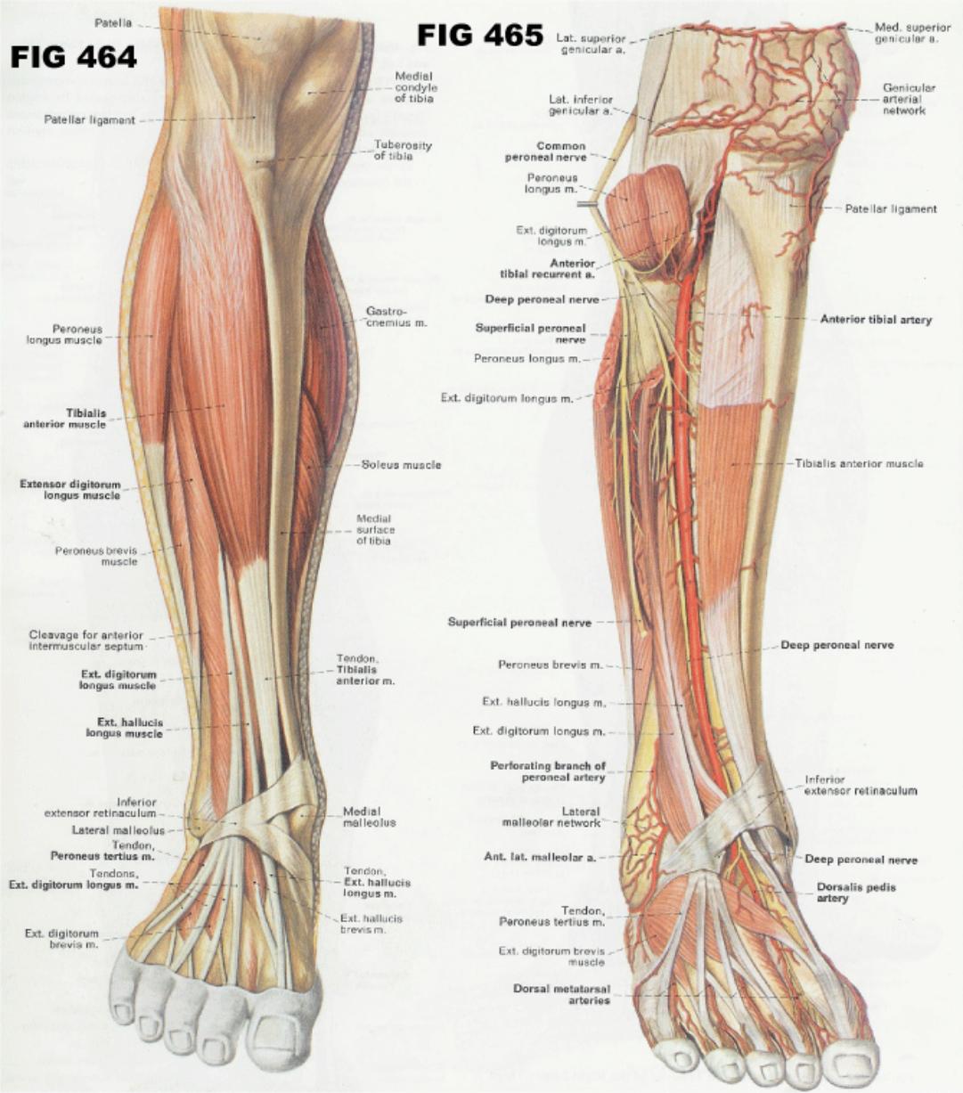 What are the names of the muscles of the human foot?