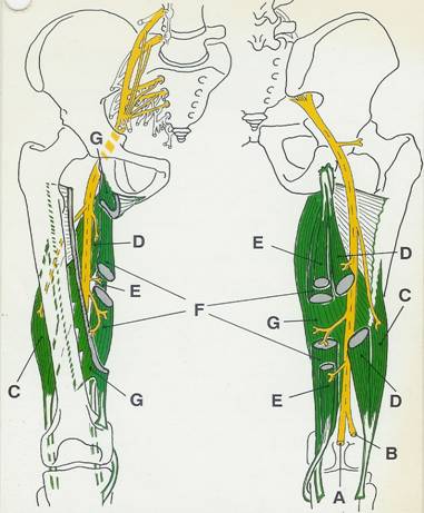 N ischiadicus anatomy