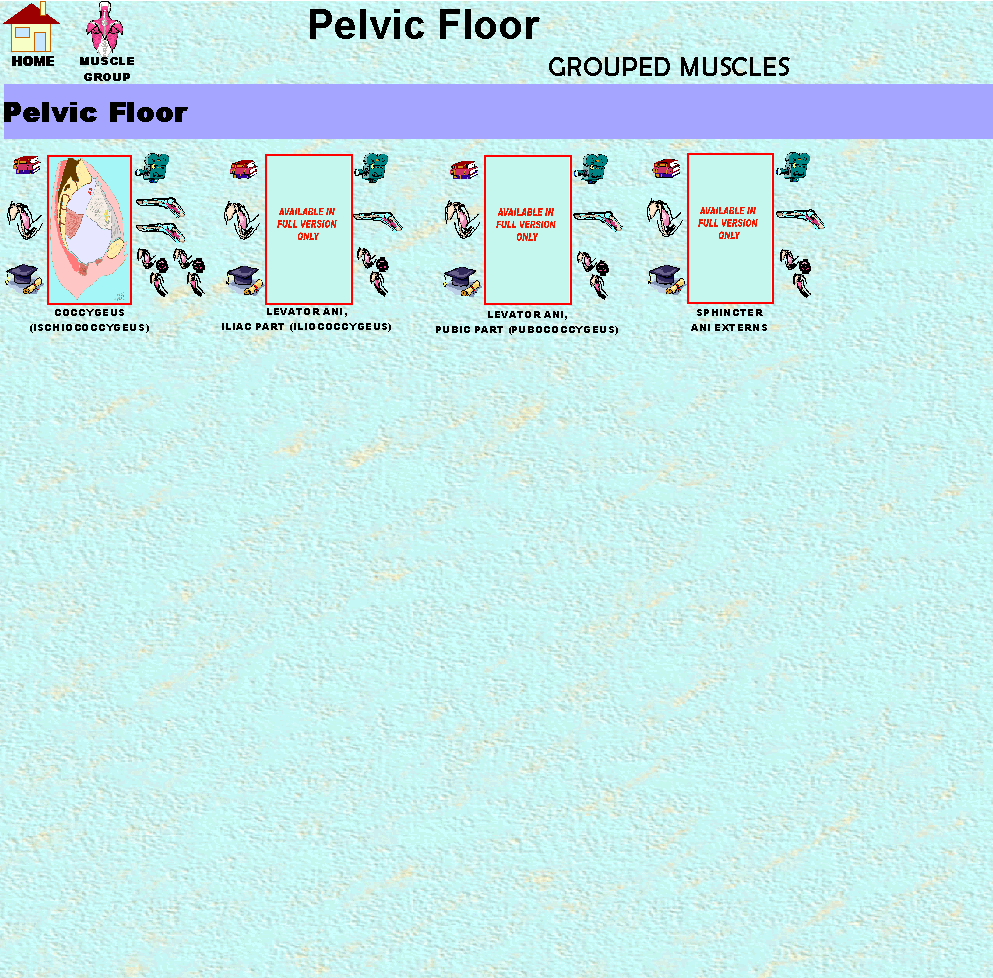 PelvicFloor_img.gif