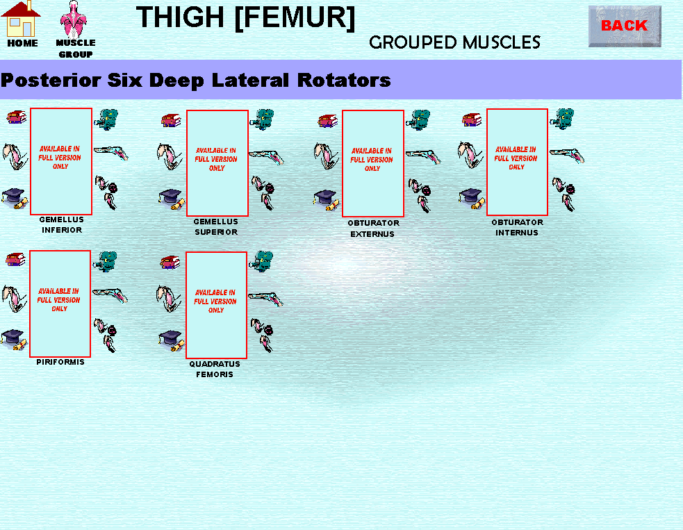 Thigh2_img.gif