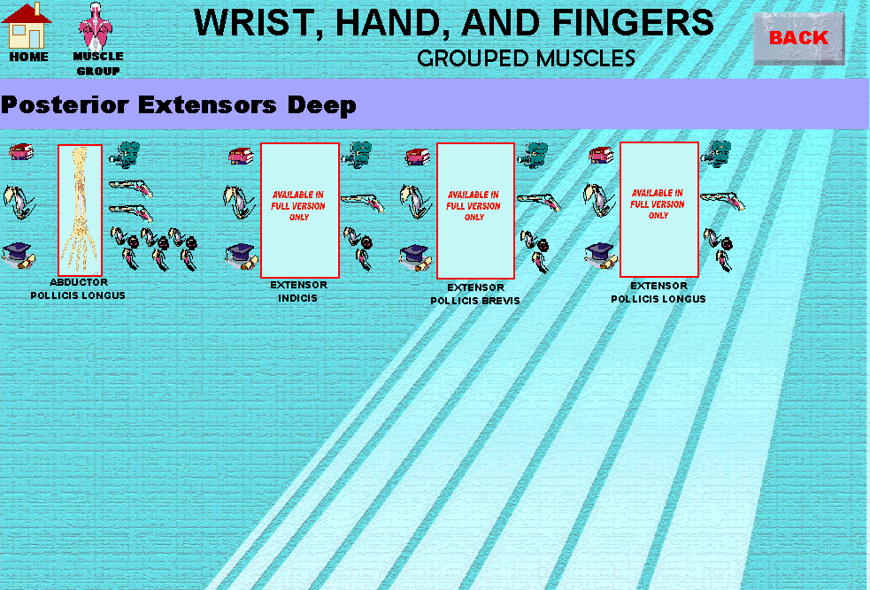 Wrist2_img.gif