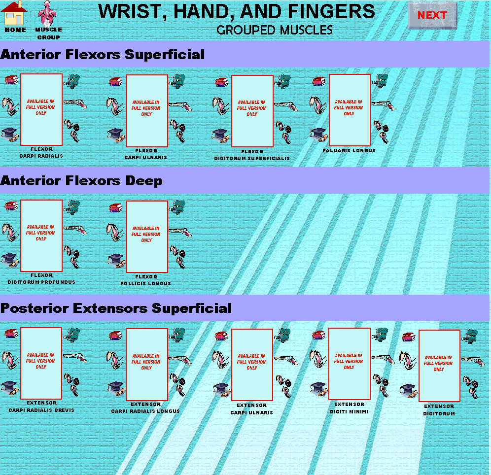 Wrist_img.gif