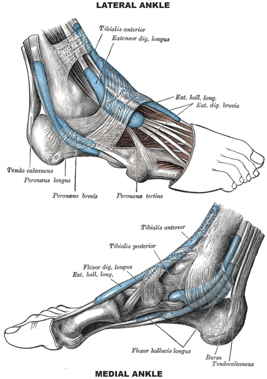anatomy of the foot tendons