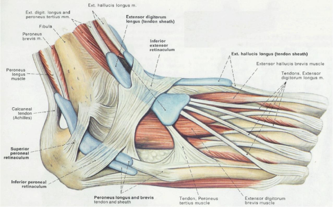 anatomy of the foot tendons