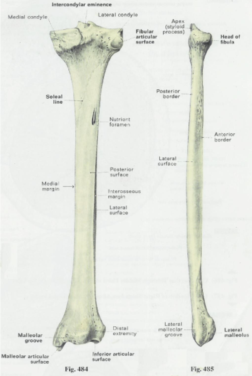 Anatomy Physiology Illustration