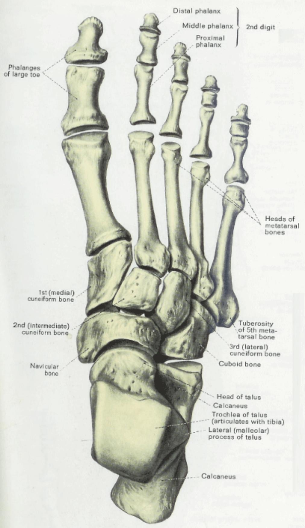 Anatomy Physiology Illustration Anatomy Physiology Illustration